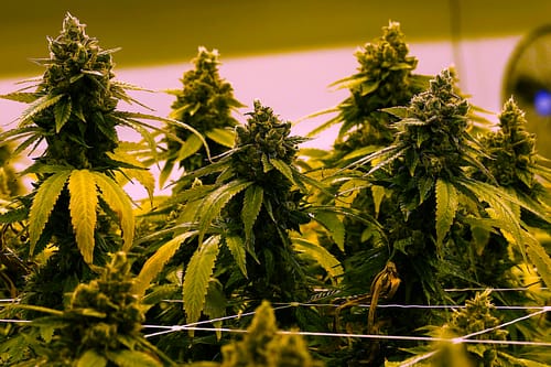 A cannabis plant that is close to harvest grows in a grow room at the Greenleaf Medical Cannabis facility in Richmond, Virginia, Thursday, June 17, 2021. The date for legalizing marijuana possession is drawing near in Virginia, and advocacy groups have been flooded with calls from people trying to understand exactly what becomes legal in July.Steve Helber | AP Photo.