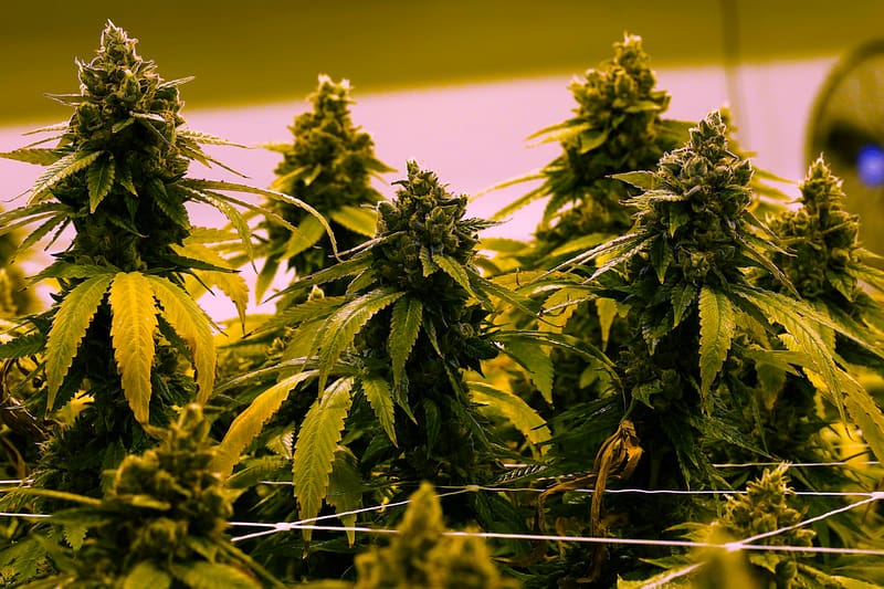 A cannabis plant that is close to harvest grows in a grow room at the Greenleaf Medical Cannabis facility in Richmond, Virginia, Thursday, June 17, 2021. The date for legalizing marijuana possession is drawing near in Virginia, and advocacy groups have been flooded with calls from people trying to understand exactly what becomes legal in July.Steve Helber | AP Photo.